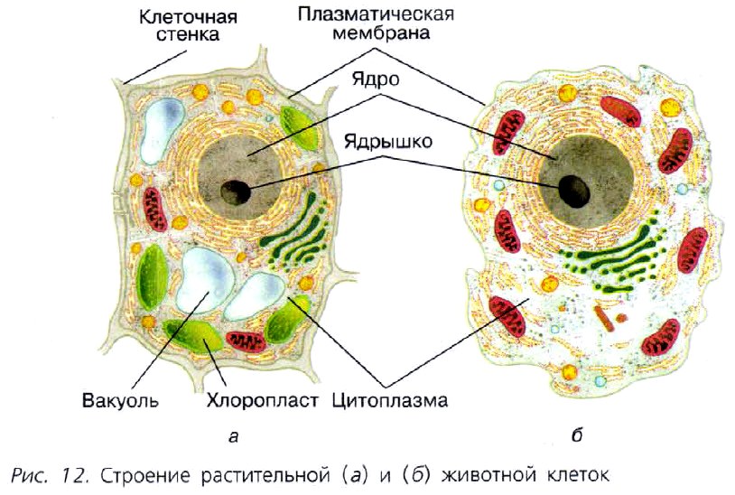 Клеточная стенка клетки особенности строения. Строение клетки животных. Клеточное строение кости. Плазматическая клетка строение. Строение клетки человека 4 класс.