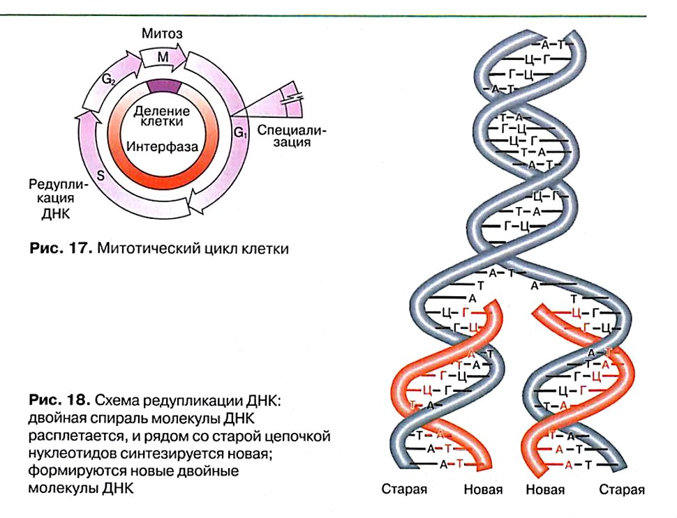 12 цепей днк. Клеточный цикл ДНК С иллюстрациями. Удвоение ДНК происходит в какой фазе. В чем заключается подготовка клетки к митозу.
