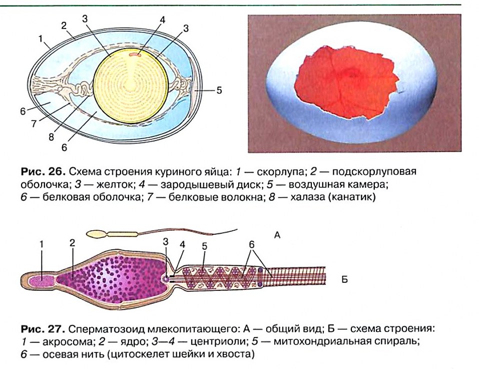 Ферменты акросомы. Комплекс Гольджи в сперматозоиде расположен. Комплекс Гольджи (акросома) в сперматозоиде расположен:. Передняя мембрана головки сперматозоида. Роль акросомы в оплодотворении.