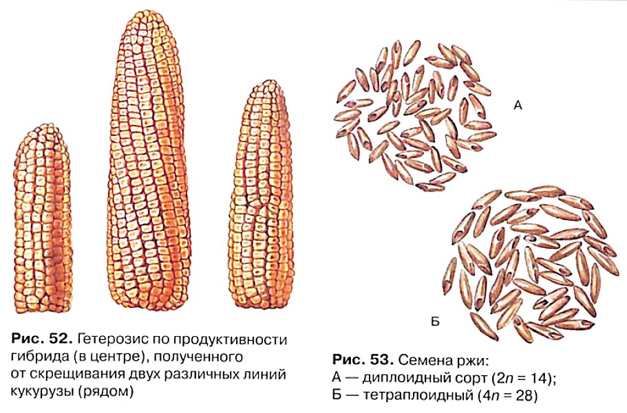 Получение полиплоидных гибридов. Полиплоидия в селекции растений. Полиплоидия пшеницы. Полиплоидные сорта сахарной свеклы. Полиплоидные сорта пшеницы.