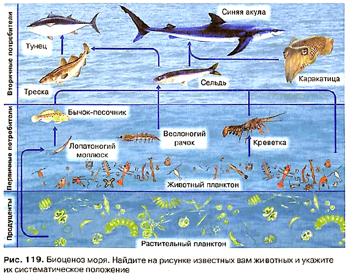 биоценоз моря