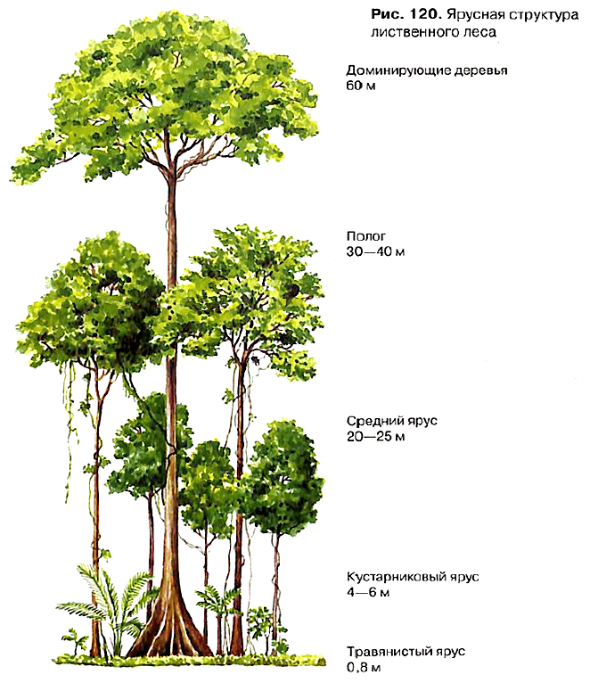 Ярусная структура лиственного леса