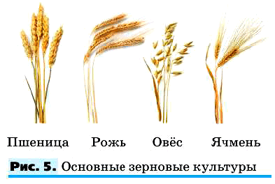 Рис. 5. Основные зерновые культуры