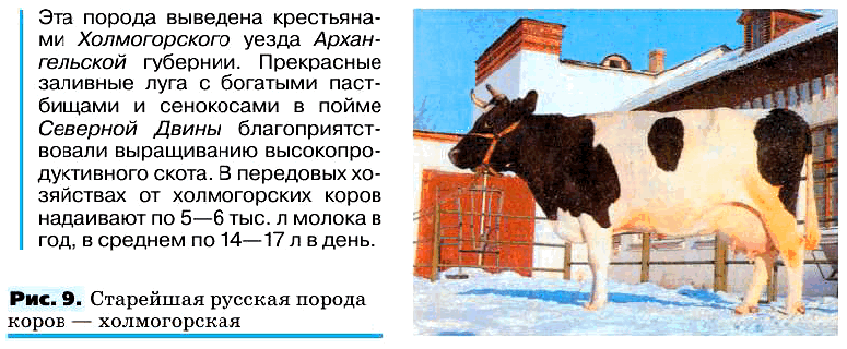 Рис. 9. Старейшая русская порода коров – холмогорская
