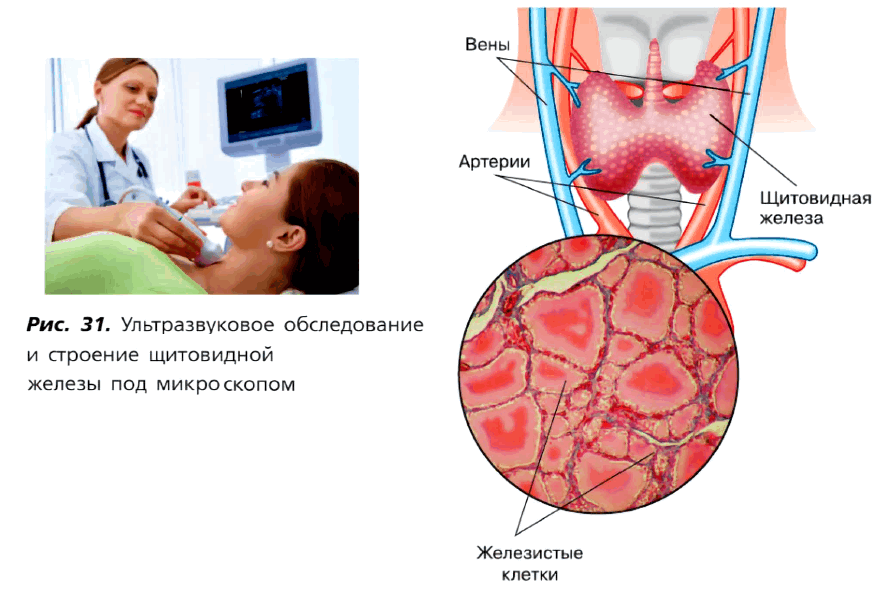 Рис. 31. Ультразвуковое обследование и строение щитовидной железы под микроскопом
