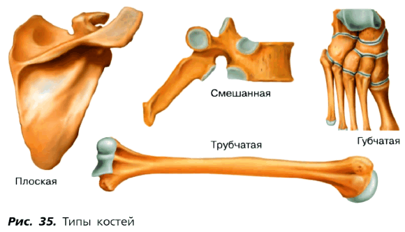 Рис. 35. Типы костей