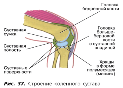 Рис. 37. Строение коленного сустава