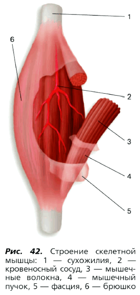 Рис. 42. Строение скелетной мышцы: 1 — сухожилия, 2 — кровеносный сосуд, 3 — мышечные волокна, 4 — мышечный пучок, 5 — фасция, б — брюшко