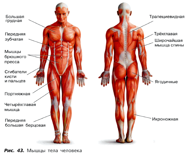 Рис. 43. Мышцы тела человека